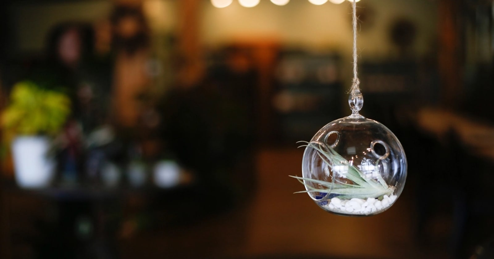 Cara membuat terrarium mini