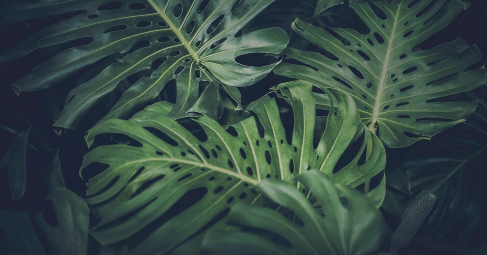Cara merawat tanaman monstera